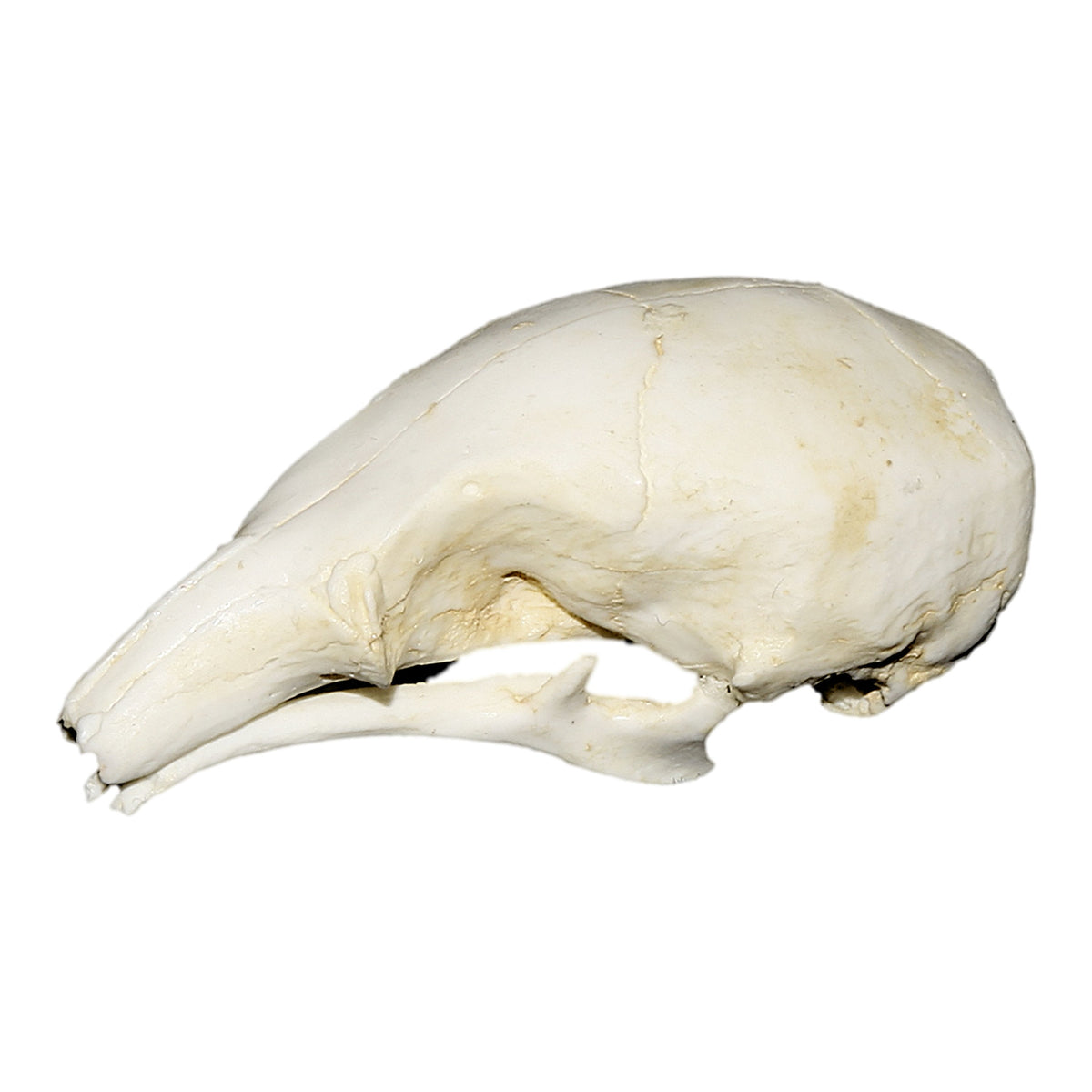 Replica Silky Anteater Skull For Sale — Skulls Unlimited International