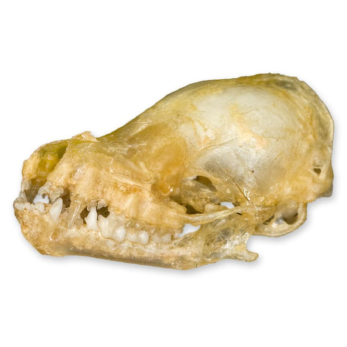 Real Silver-tipped Myotis Bat Skull