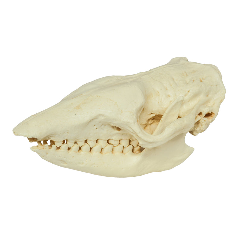 Replica Six-banded Armadillo Skull