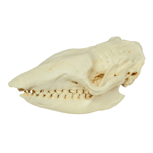 Replica Six-banded Armadillo Skull