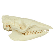 Replica Six-banded Armadillo Skull