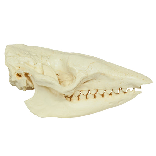 Replica Six-banded Armadillo Skull