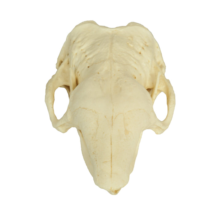 Replica Six-banded Armadillo Skull