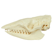 Replica Six-banded Armadillo Skull