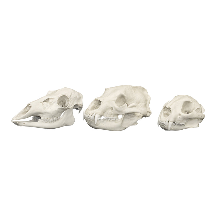Replica Comparative Skull Kit - North American Dietary