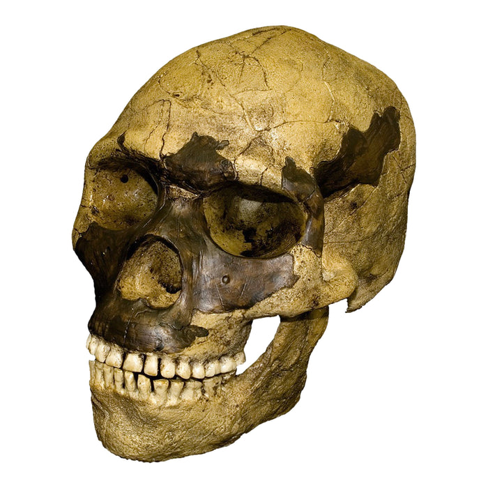 Replica Skhul 5 Skull