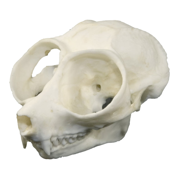 Replica Slender Loris Skull