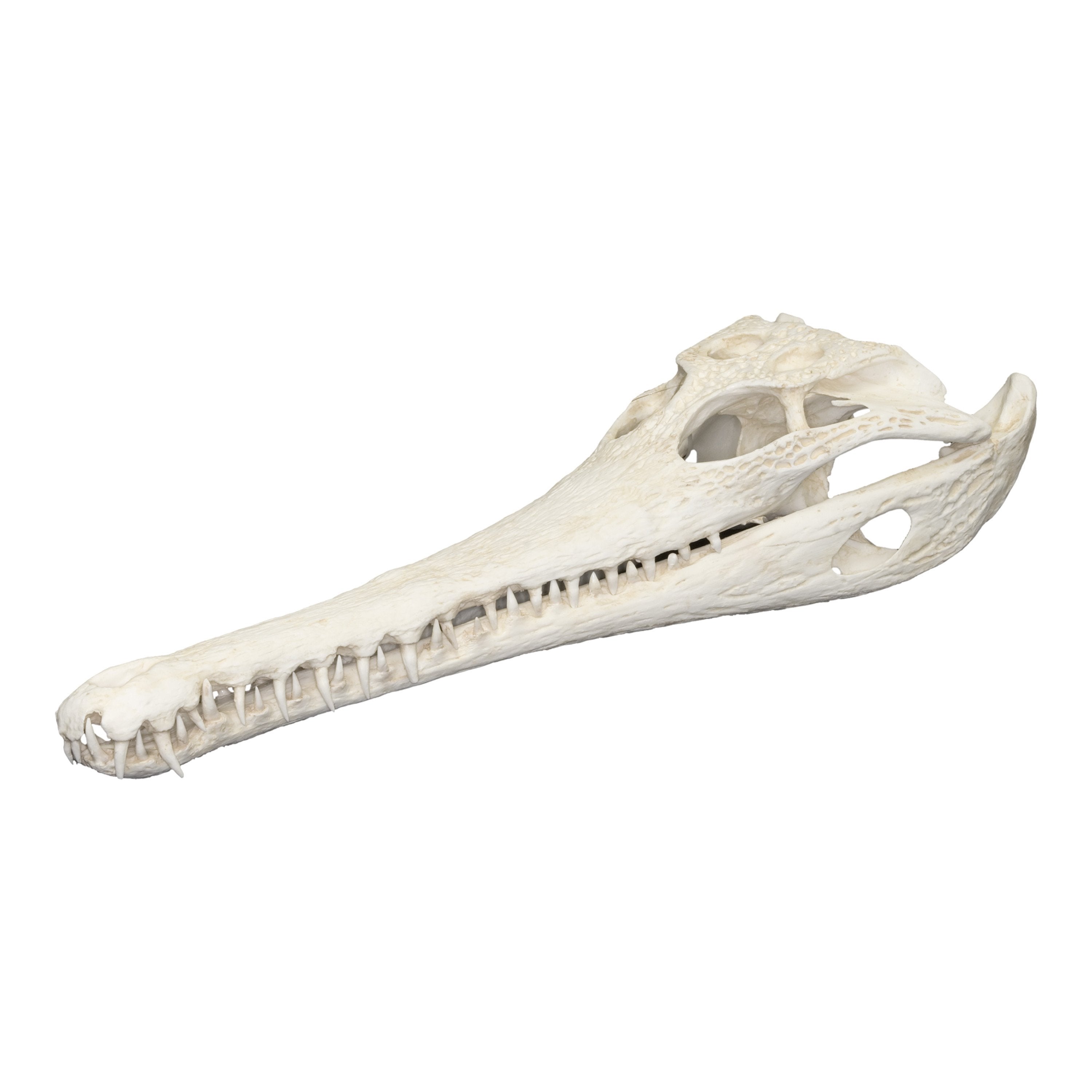 Replica Slender-snouted Crocodile Skull For Sale — Skulls