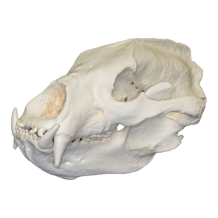 Replica Sloth Bear Skull