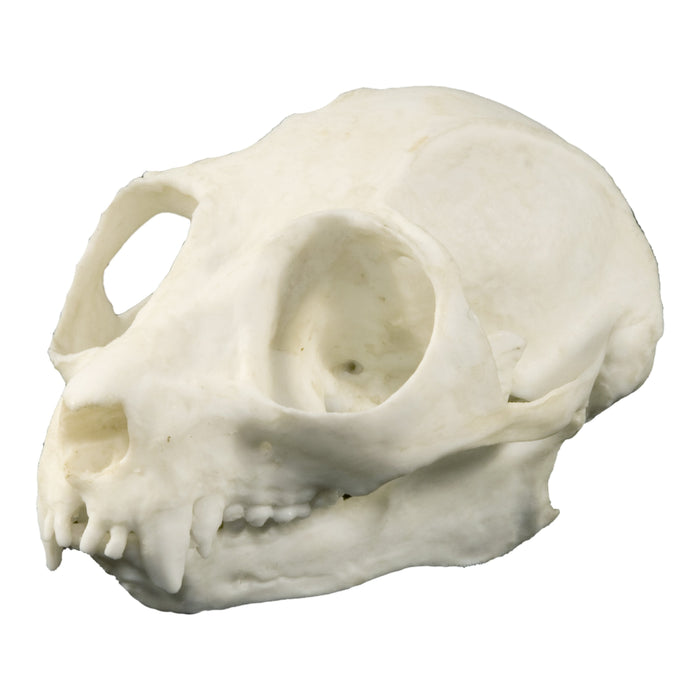 Replica Slow Loris Skull