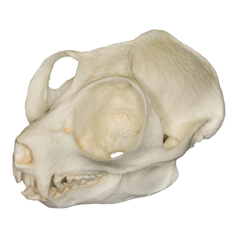 Replica Slow Loris Skull