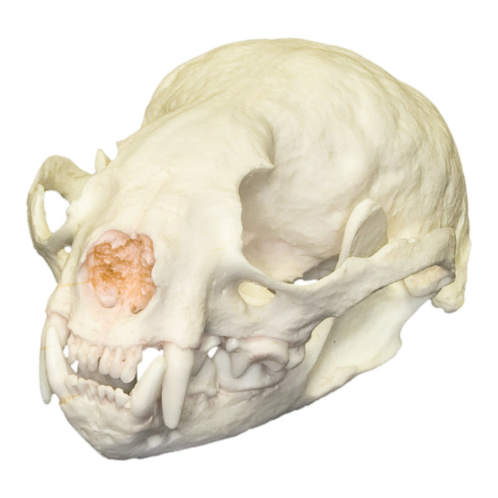 Replica Small-clawed Otter Skull