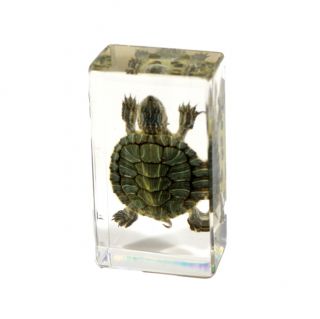 Real Turtle Paperweight - Small