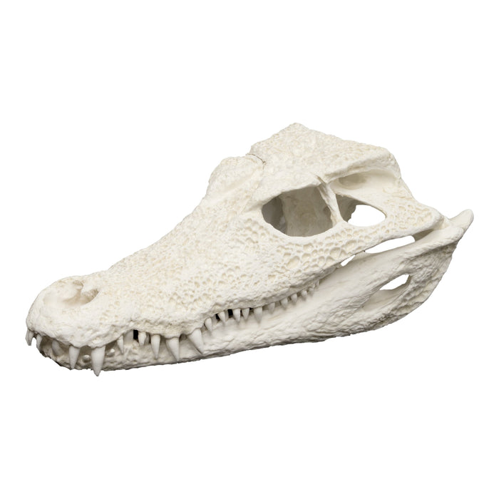 Replica Smooth-fronted Caiman Skull