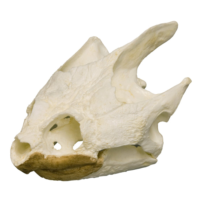 Replica Snapping Turtle Skull
