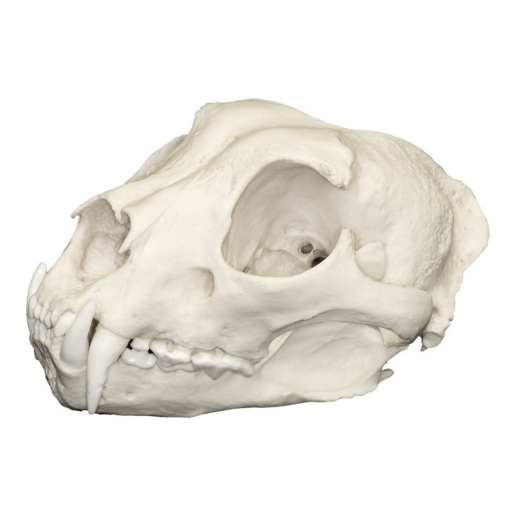 Replica Snow Leopard Skull For Sale — Skulls Unlimited Replica Snow Leopard Skull For Sale — Skulls Unlimited