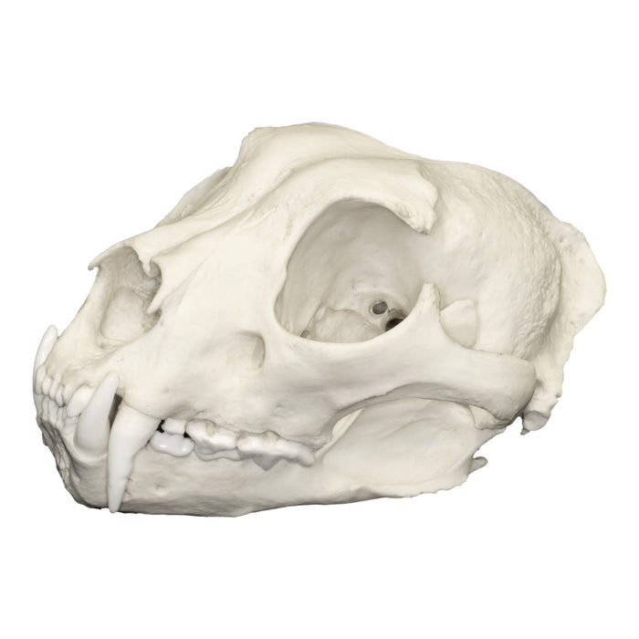 Replica Snow Leopard Skull