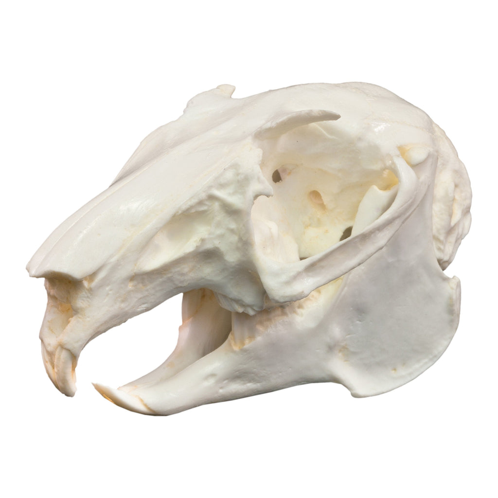 Replica Snowshoe Hare Skull For Sale — Skulls Unlimited
