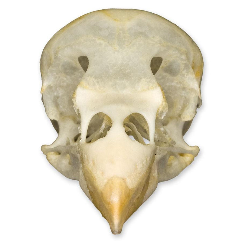 Real Society Finch Skull