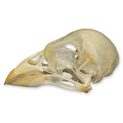 Real Society Finch Skull