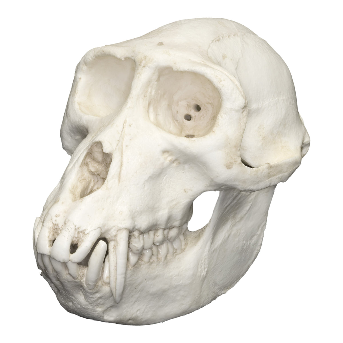 Replica Sooty Mangabey Skull (Male) For Sale — Skulls Unlimited