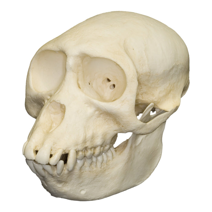 Replica Sooty Mangabey Skull - Female