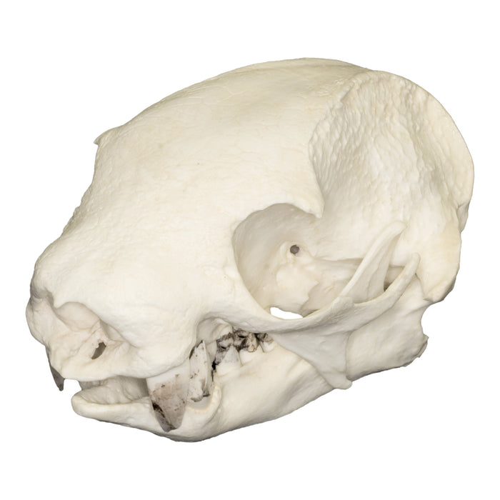 Replica Southern Two-toed Sloth Skull