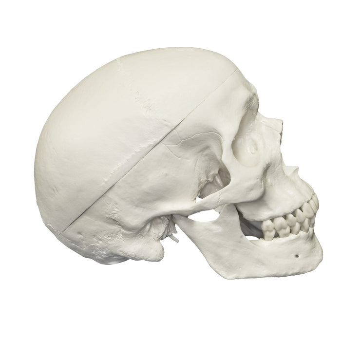 Replica Human Skull Standard
