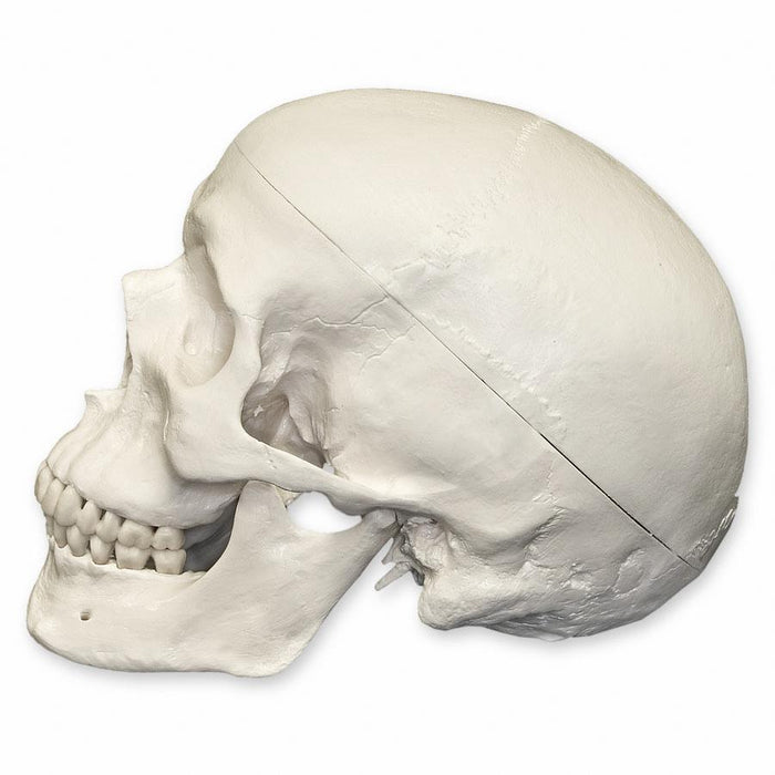 Replica Human Skull Standard
