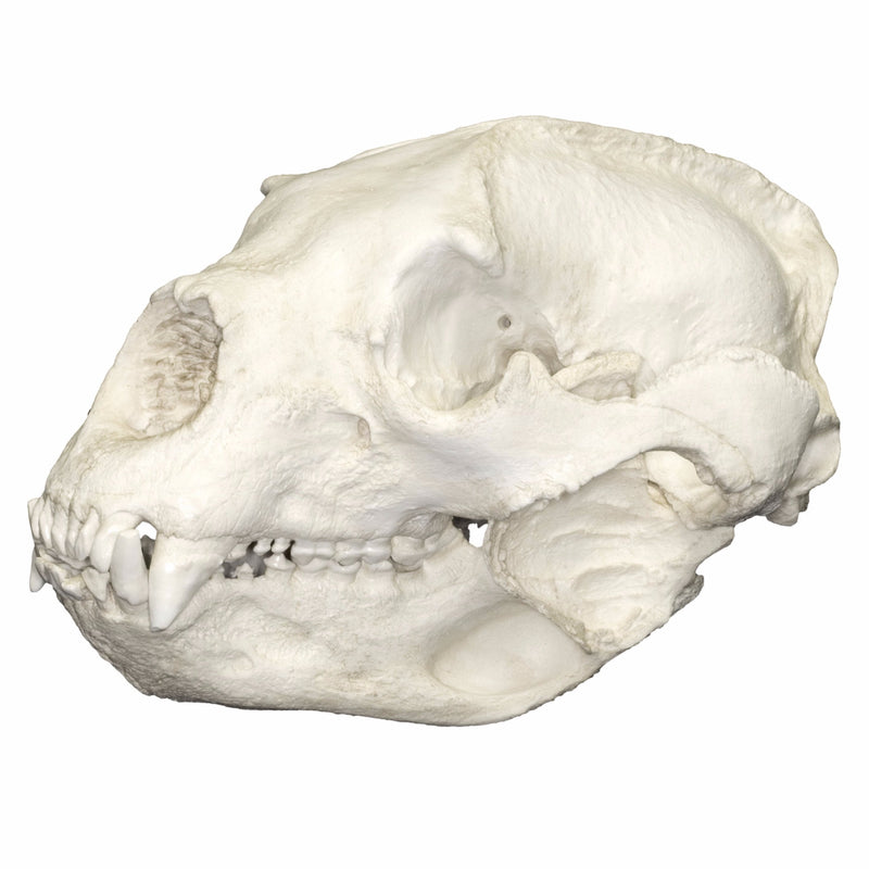 Replica Spectacled Bear Skull