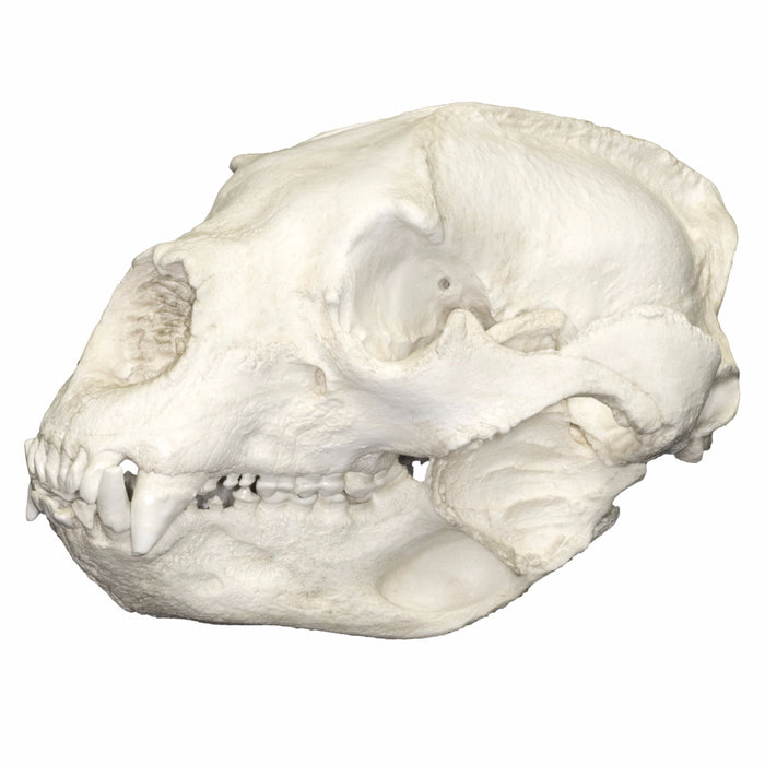 Replica Spectacled Bear Skull
