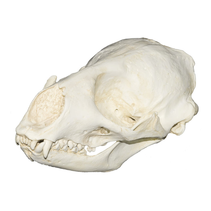 Replica Spotted Seal Skull