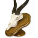 SkullCleaning - Plaques