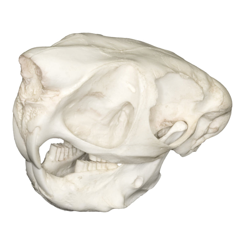 Replica Springhare Skull