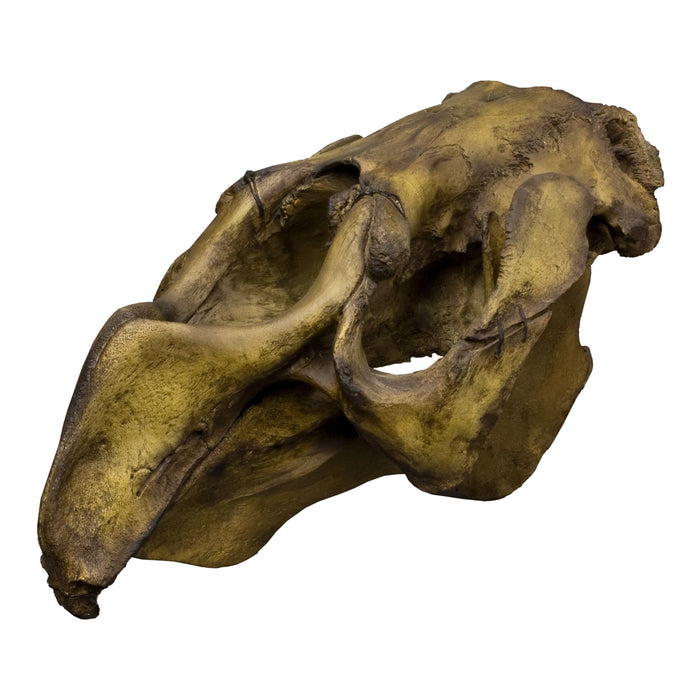 Replica Steller's Sea Cow Skull