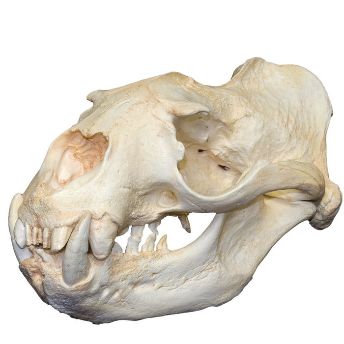 Replica Steller Sea Lion Skull (Male)
