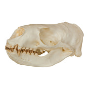 Replica Steller Sea Lion Skull (Female)