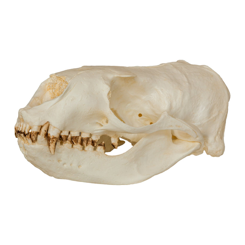Replica Steller Sea Lion Skull (Female)