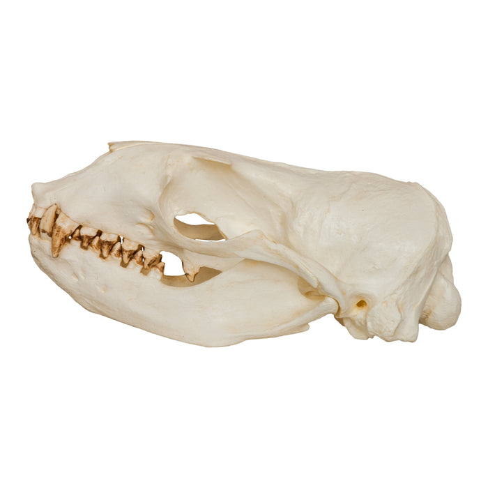 Replica Steller Sea Lion Skull (Female)