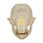 Replica Steller Sea Lion Skull (Female)