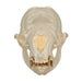 Replica Steller Sea Lion Skull (Female)
