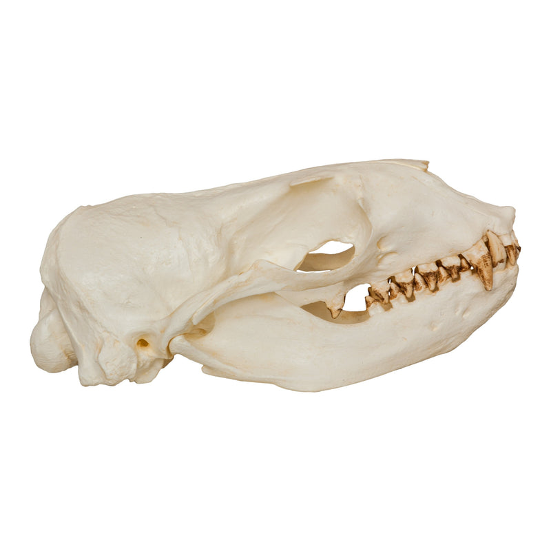Replica Steller Sea Lion Skull (Female)