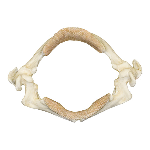 Replica Stingray Jaw