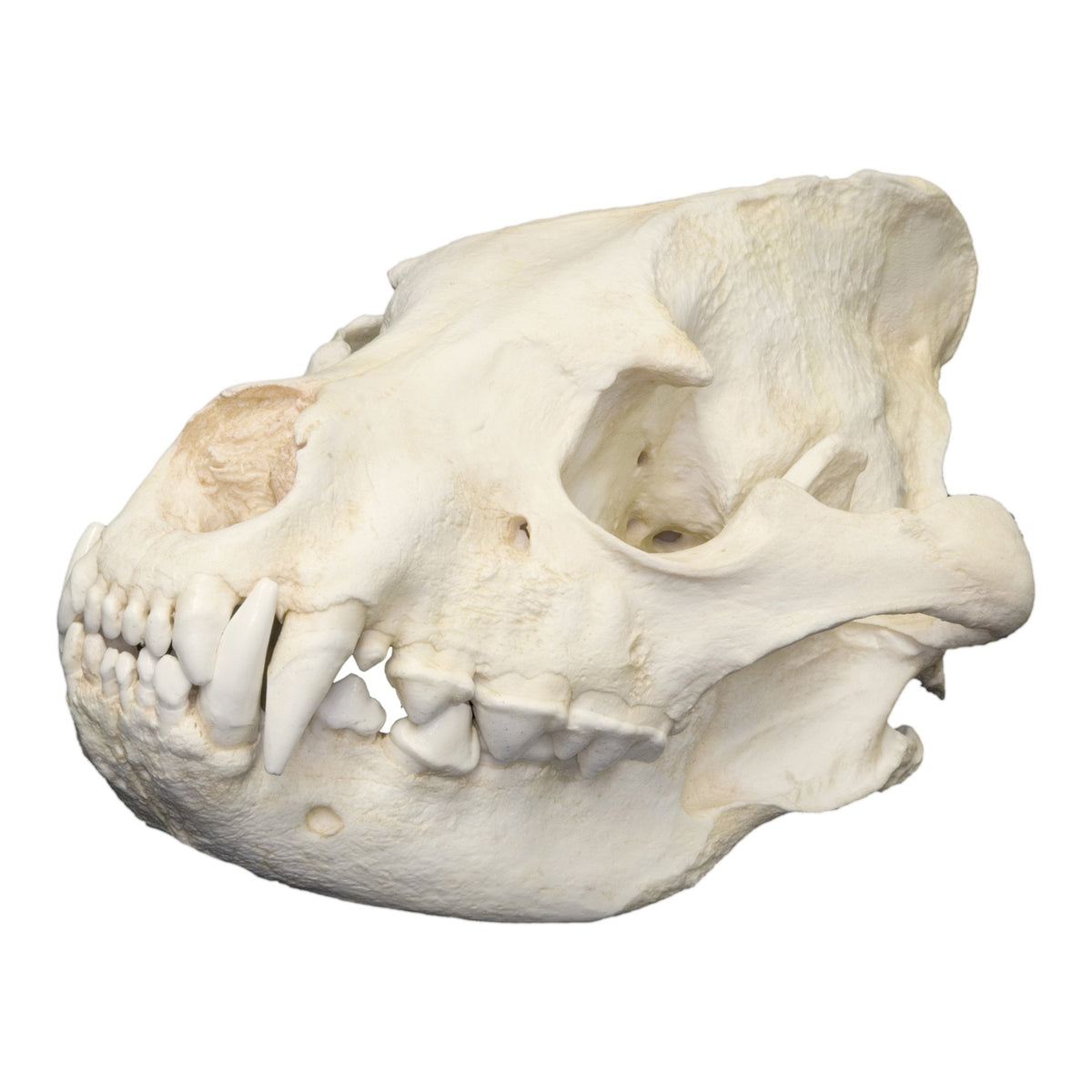 Replica Striped Hyena Skull For Sale — Skulls Unlimited Replica Striped Hyena Skull For Sale — Skulls Unlimited