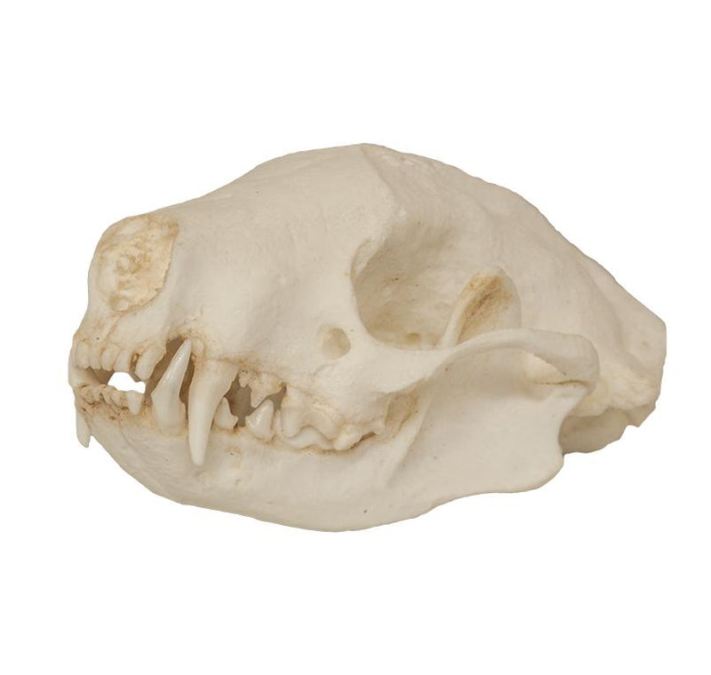 Replica Striped Skunk Skull