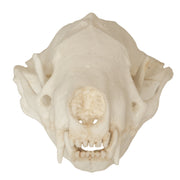 Replica Striped Skunk Skull