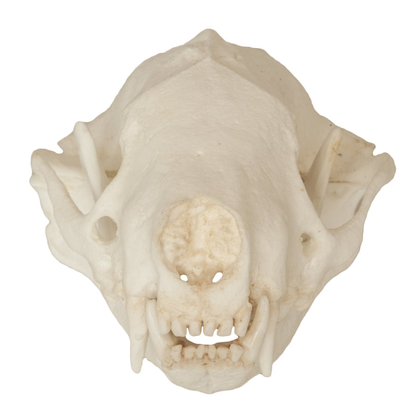 Replica Striped Skunk Skull