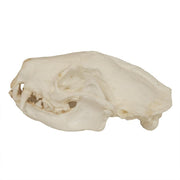 Replica Striped Skunk Skull