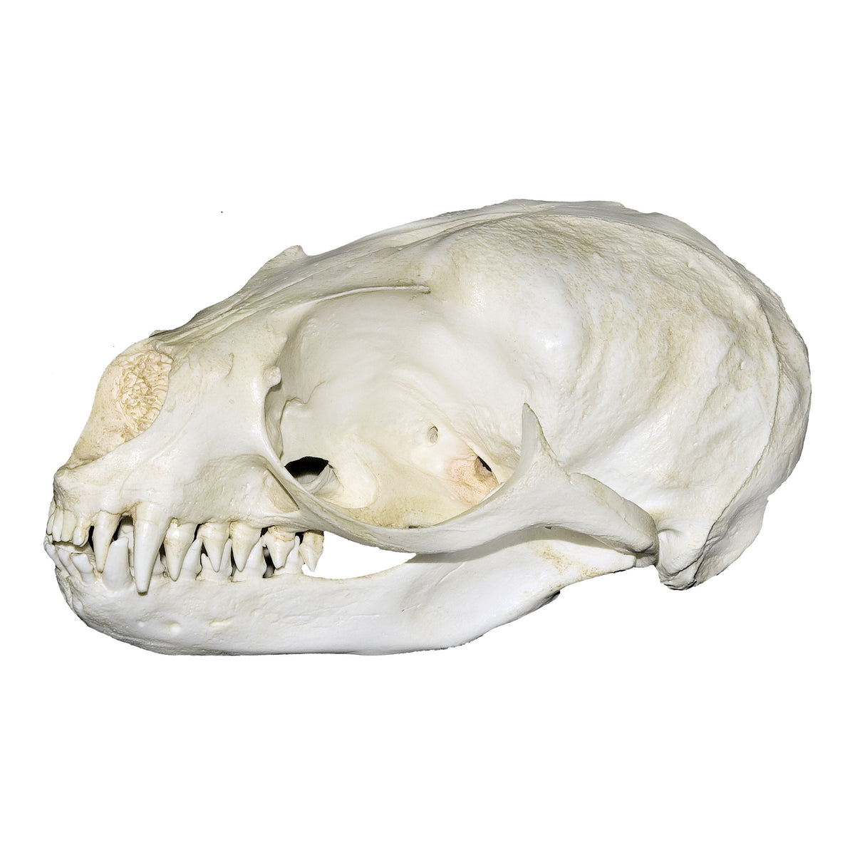 Replica Subantarctic Fur Seal Skull For Sale — Skulls Unlimited