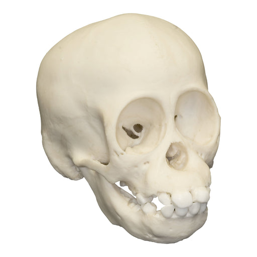 Replica Sumatran Orangutan Skull - Infant